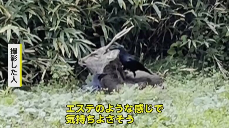 シカにカラスが乗りダニ取りをする様子