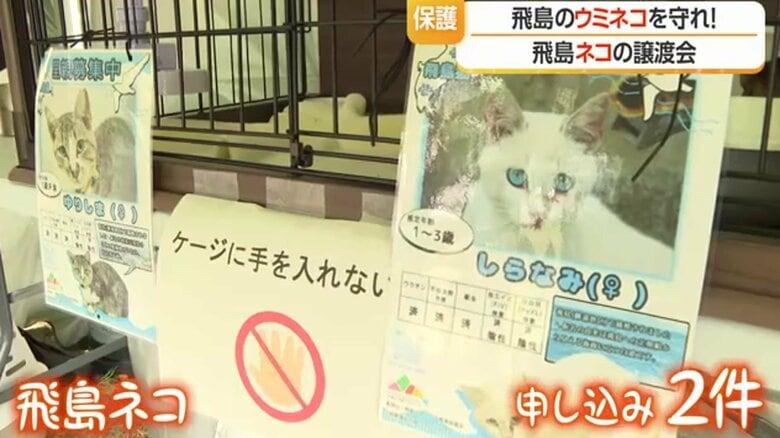 飛島では、ウミネコも飛島ネコもどちらの命も守る取り組みが続く