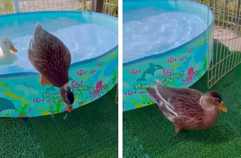 その後、「おりて」と伝えたらピョンとおりたそう