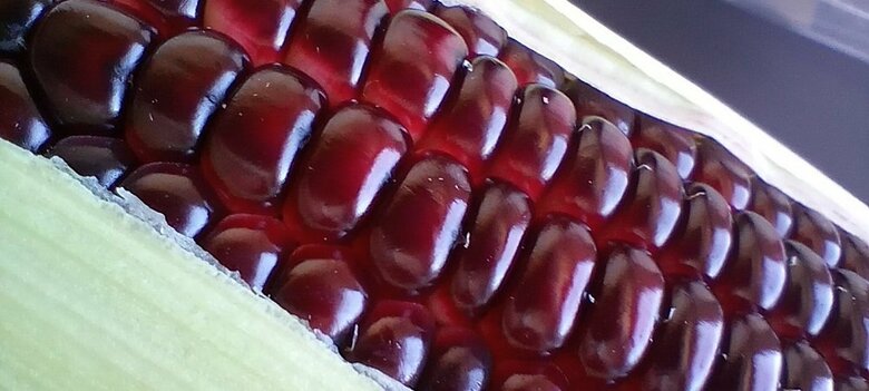 提供：百島 純さん