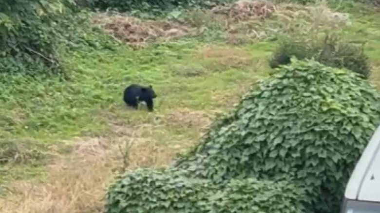 倉庫に侵入する前 周囲をうろつくクマ（提供：渡辺建設）