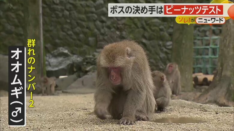 ボス候補となった別の群れでボス経験のあるNo.2のオス「オオムギ」