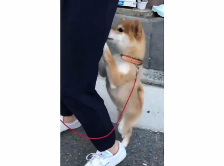 提供：torakichi602さん