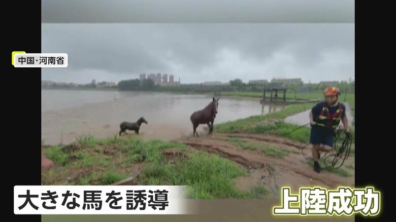 隊員に手綱を引かれ、無事陸地に上がることができた馬