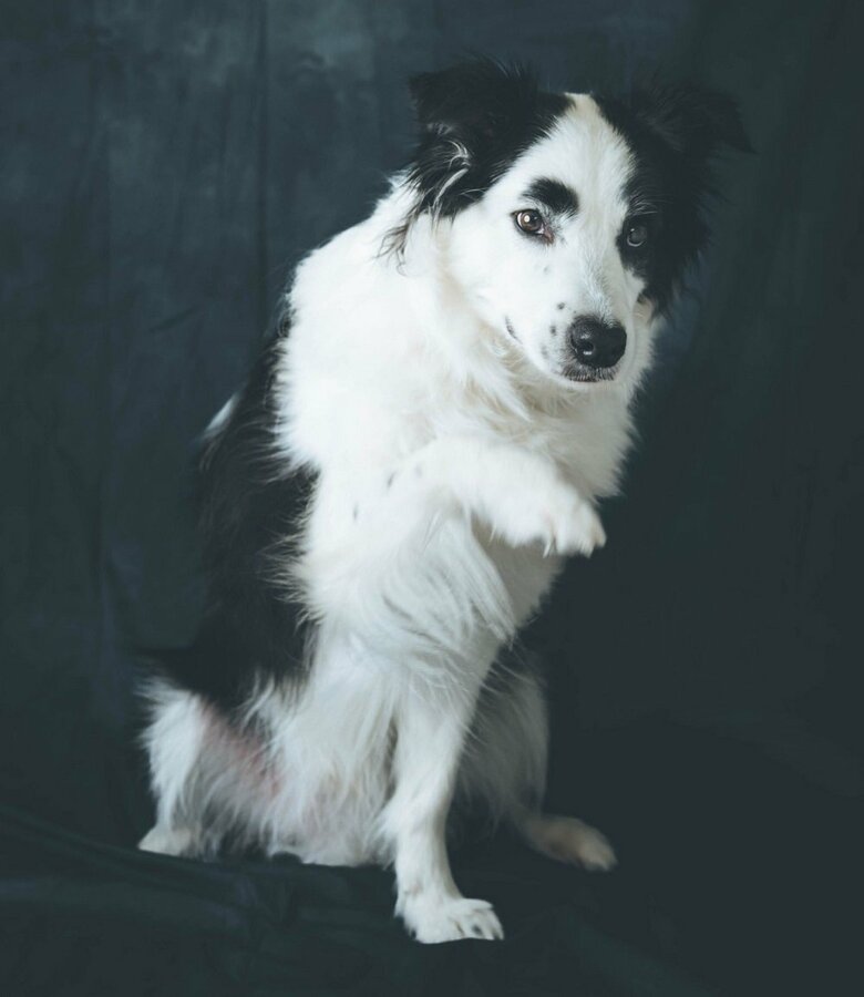 「もっとなでて」と前脚チョイチョイで催促