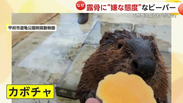 やはりカボチャには興味を示さないビーバー（提供：甲府市遊亀公園附属動物園）