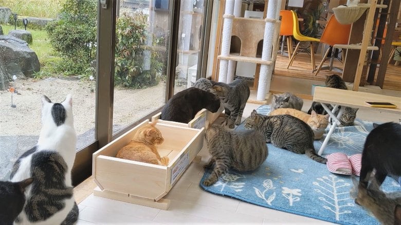 ヒノキの香りに夢心地…花用プランターが『ネコ用ベッド』として大ヒット ネコカフェでも順番待ちネコ多数