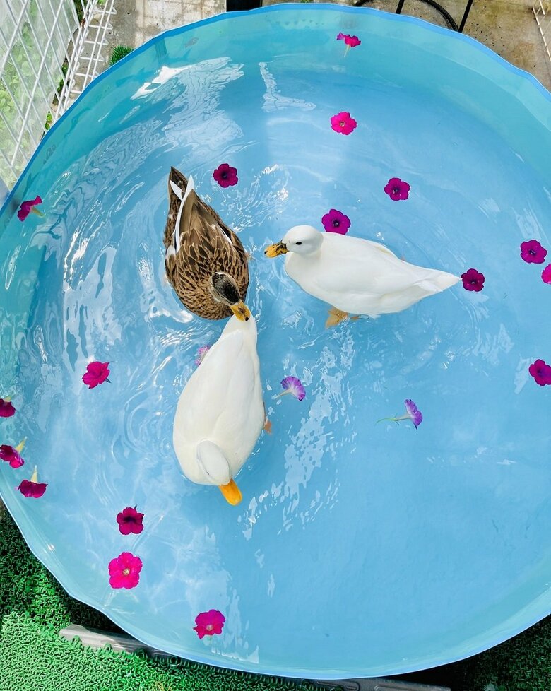 花を浮かべてリゾート気分