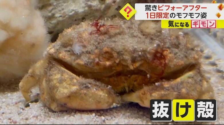 オオタマオウギガニの脱皮したあとの抜け殻