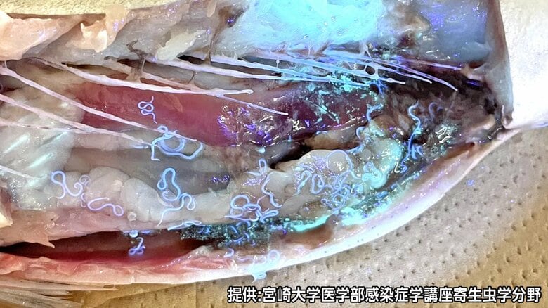 サバを開くと「アニサキス200匹以上」提供：宮崎大学医学部感染症学講座寄生虫学分野