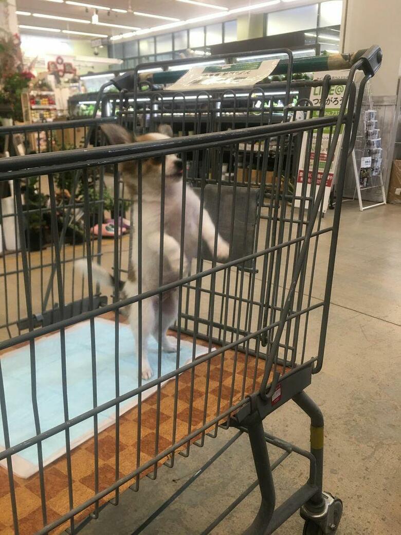 提供：SORA/ちわわさん