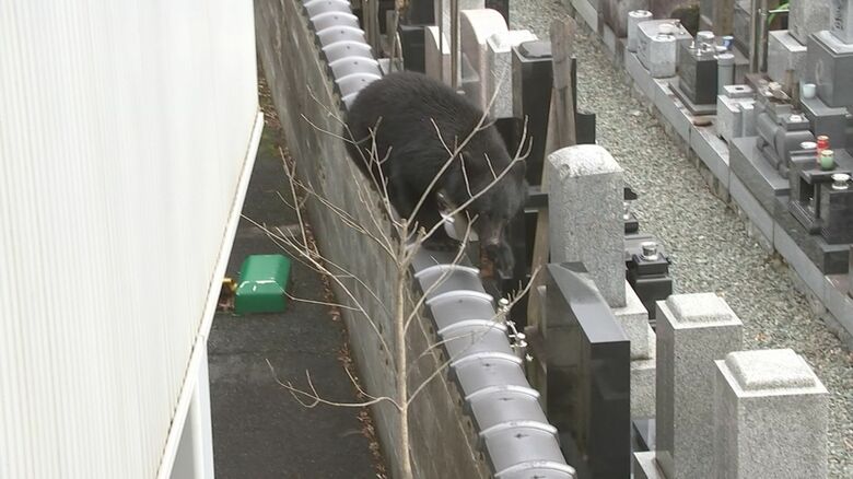 墓地の塀の上を歩くクマ