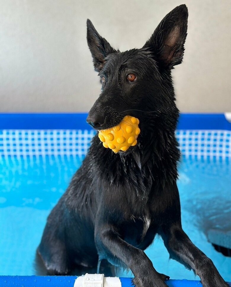 潜れなくともプール遊びを楽しんだようだ