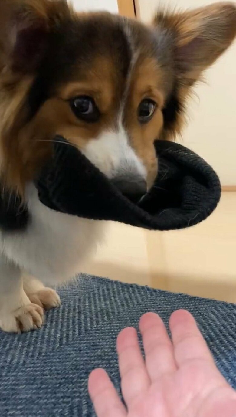 帽子泥棒　葛藤中