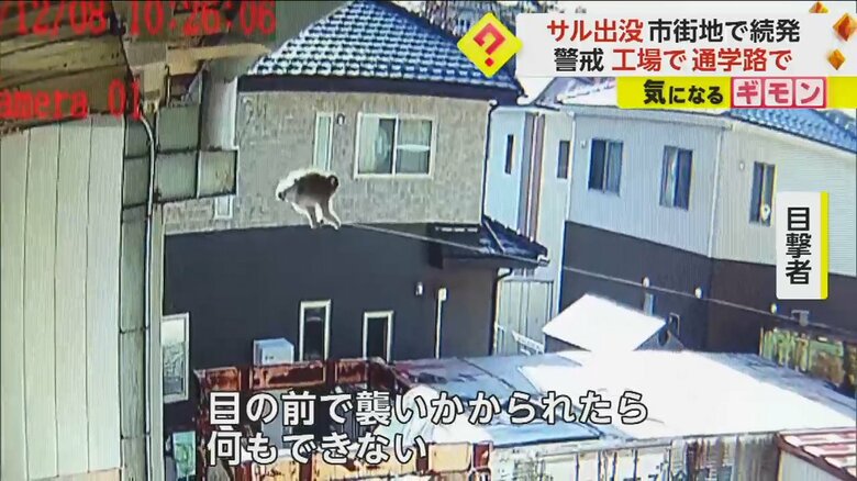 宮城県塩釜市にある工場内で、電線を起用に移動するサル