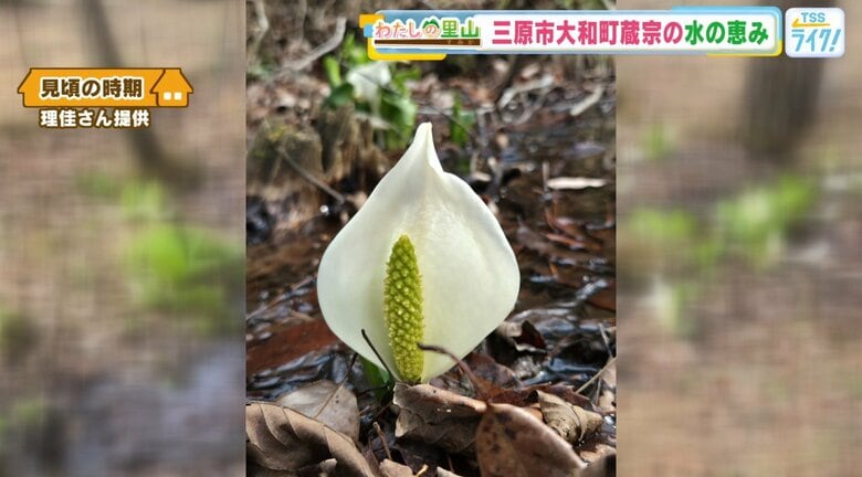 水芭蕉