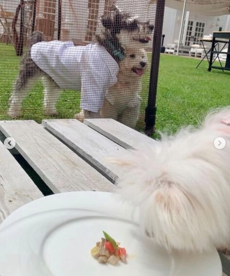 提供：かわいーぬさん