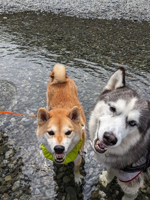 提供：柴犬 しんさん
