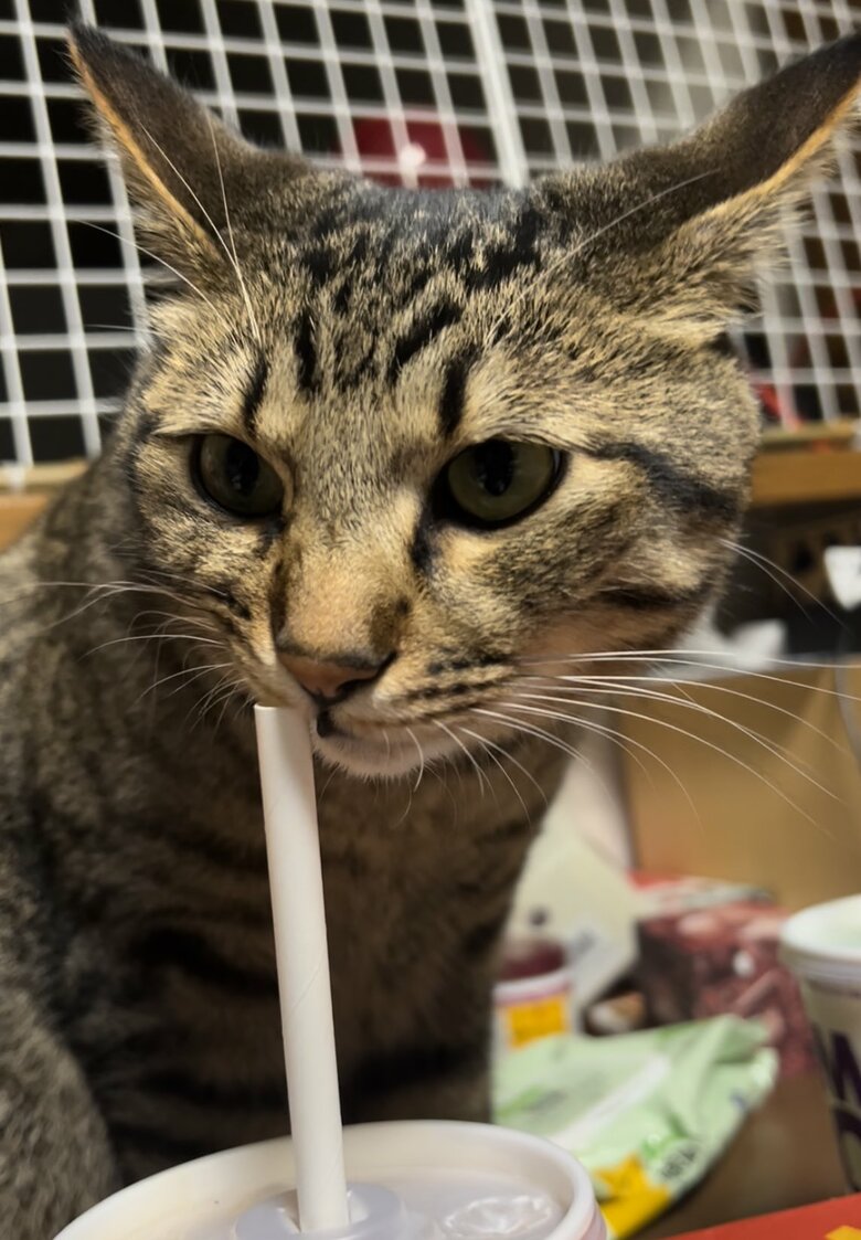 紙ストローをかじって遊ぶチルくん
