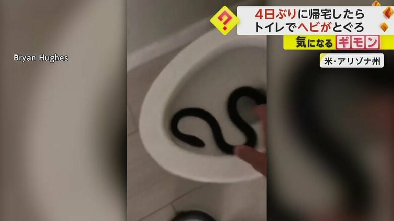 トイレの便器の中に潜んでいたヘビ