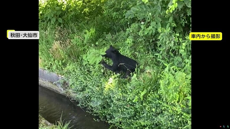 茂みに座って葉っぱをもぐもぐと食べていた子グマ