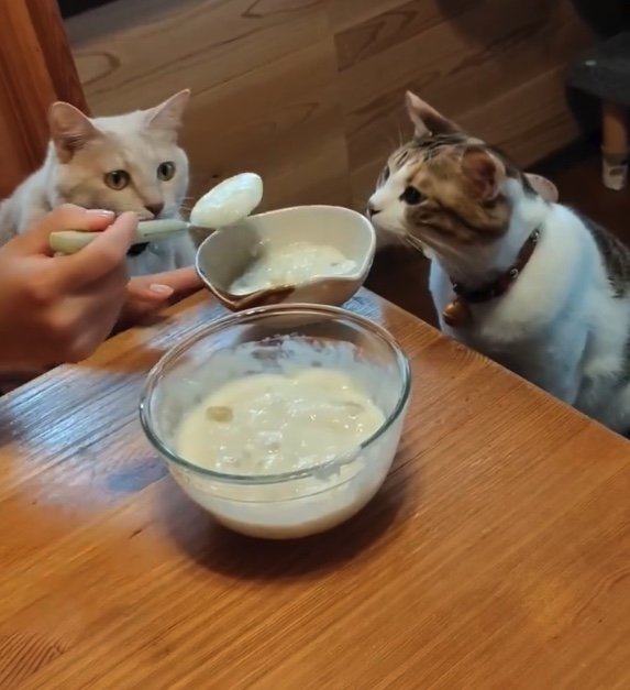 左：ナナちゃん　右：テンちゃん（提供：nyaokoさん）