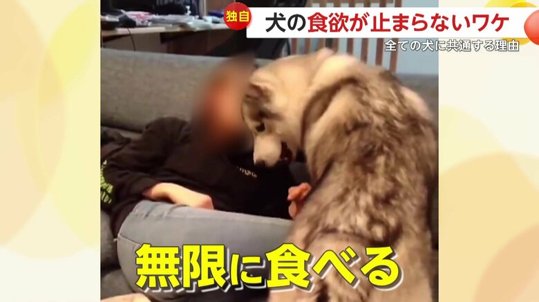 おやつを無限に食べてしまう琥珀くん