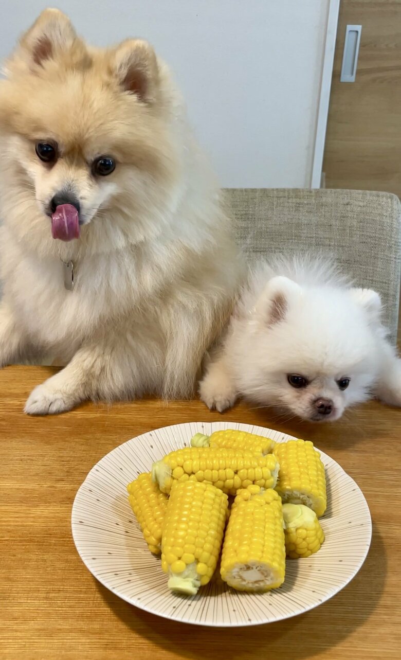 トウモロコシを前に我慢できなくなっている様子