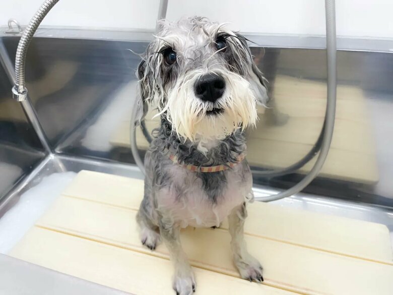 シャンプーをしてもらった