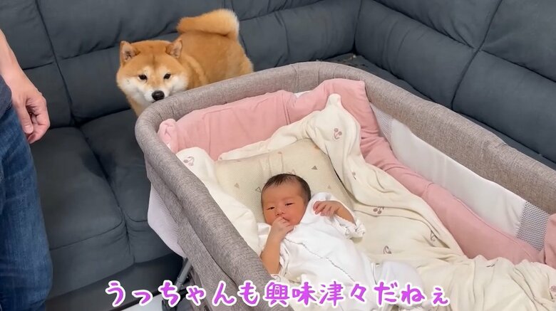 提供：豆柴うに&ゴールデンレトリバーおからさん