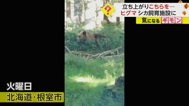 草むらをゆっくりと歩く、ヒグマ。エゾシカを飼育している施設に現れた