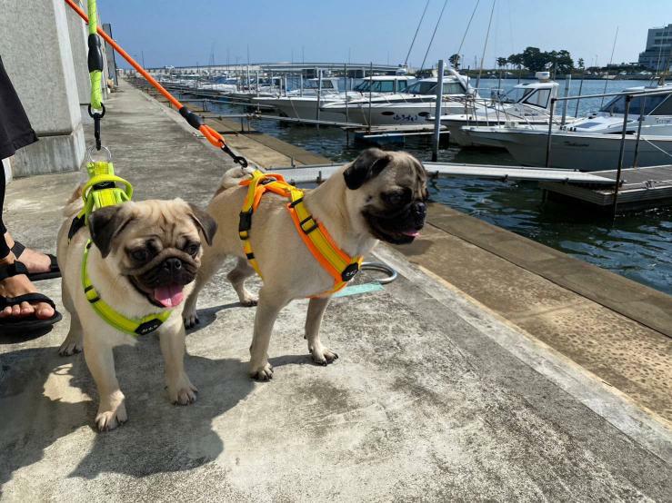 提供：たまごandおもちさん