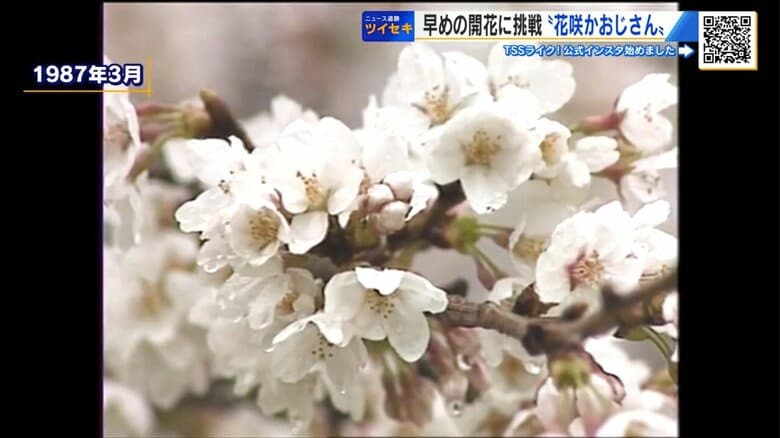 38年前の開花促成で満開になったサクラ