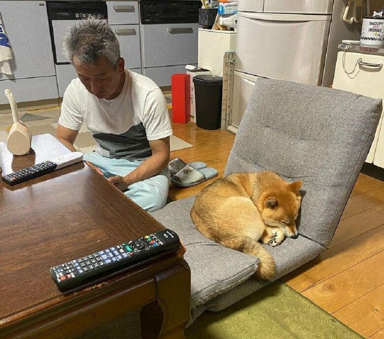 お父さんの座椅子なのだが、むぎちゃんにとられてしまった