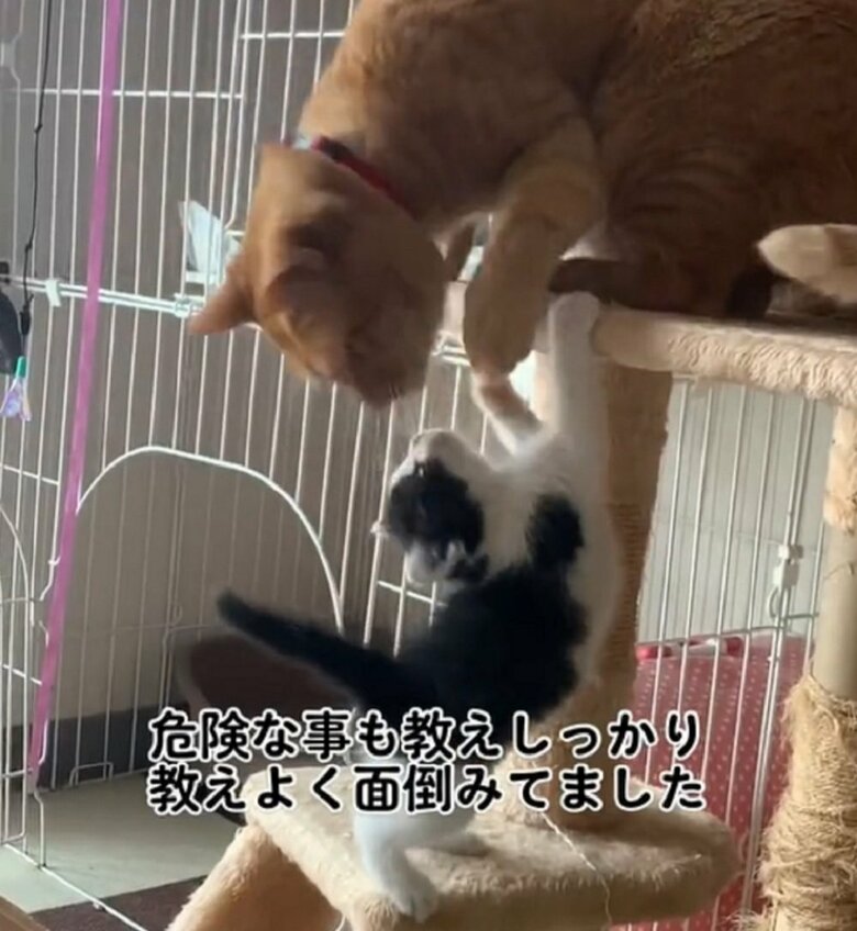 陽葵ちゃんの面倒を見るちまきくん