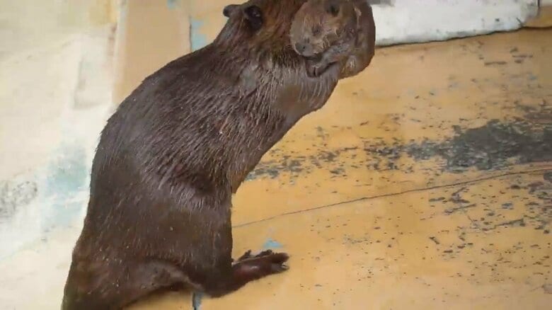画像提供：甲府市遊亀公園附属動物園