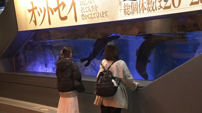 泳ぐオットセイを見るお客さん