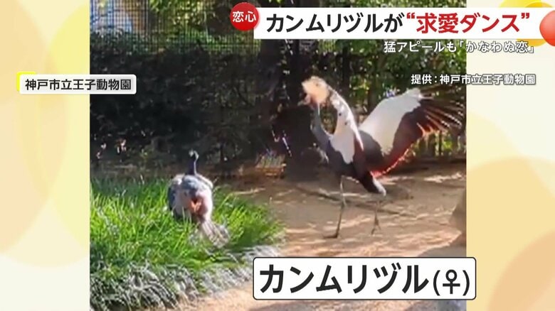 まるでダンスを踊っているようなメスのカンムリヅル