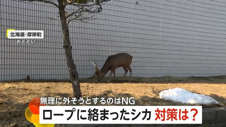 町の中心部に現れたエゾシカ（22日、北海道・厚岸町）