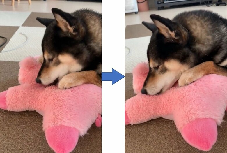 ブタのぬいぐるみをペロペロと毛づくろい中（ストーブ前で）