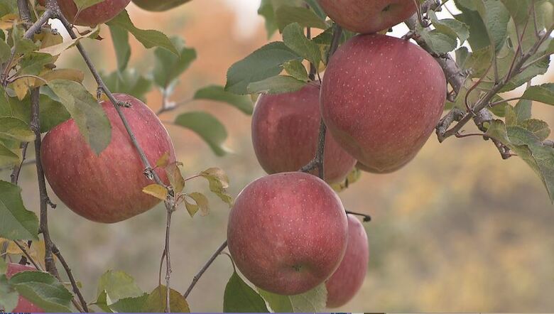 飯綱町はリンゴ生産が盛ん