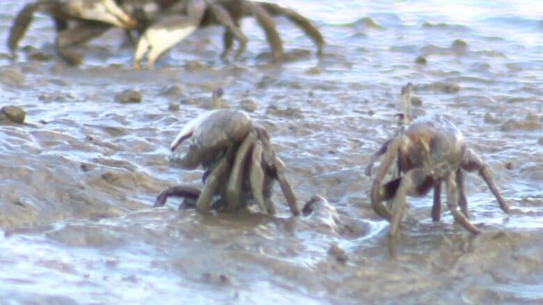 仲良く並んだシオマネキ