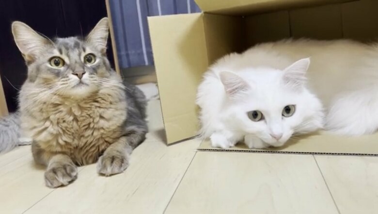 雨くんと雪之丞ちゃん