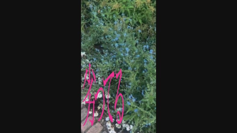 ヒナちゃんが制作した動画