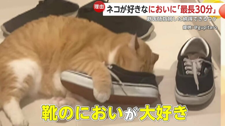 靴のにおいが大好きな11歳のオス猫ぐっぴー