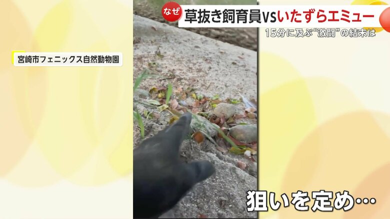 除草作業をしていた飼育員の手をつつくエミューの「エミー」