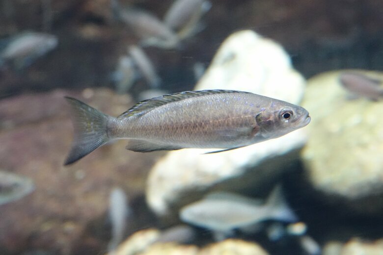 ペリソダス・ミクロレピス（提供：アクア・トトぎふ）