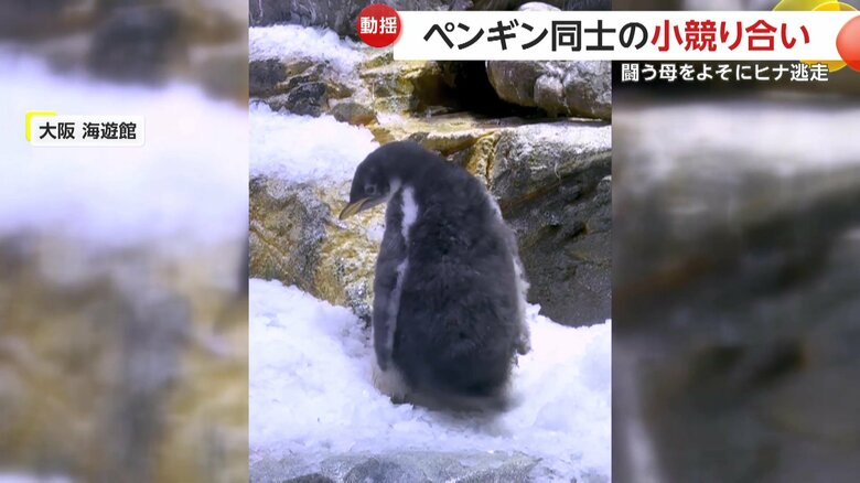 あわてていたのか巣から転落してしまったヒナ