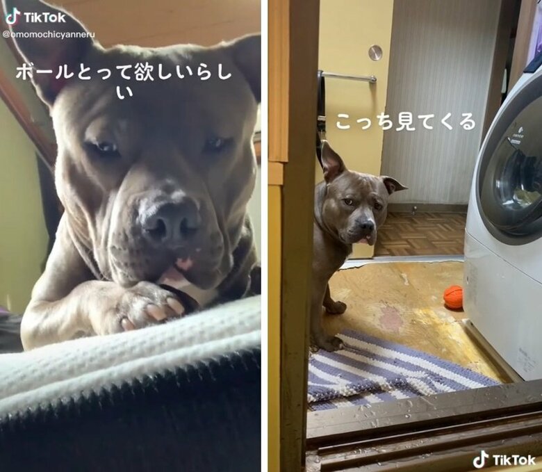 すぐそばのボールを「取ってほしいな～」顔のおもちくん