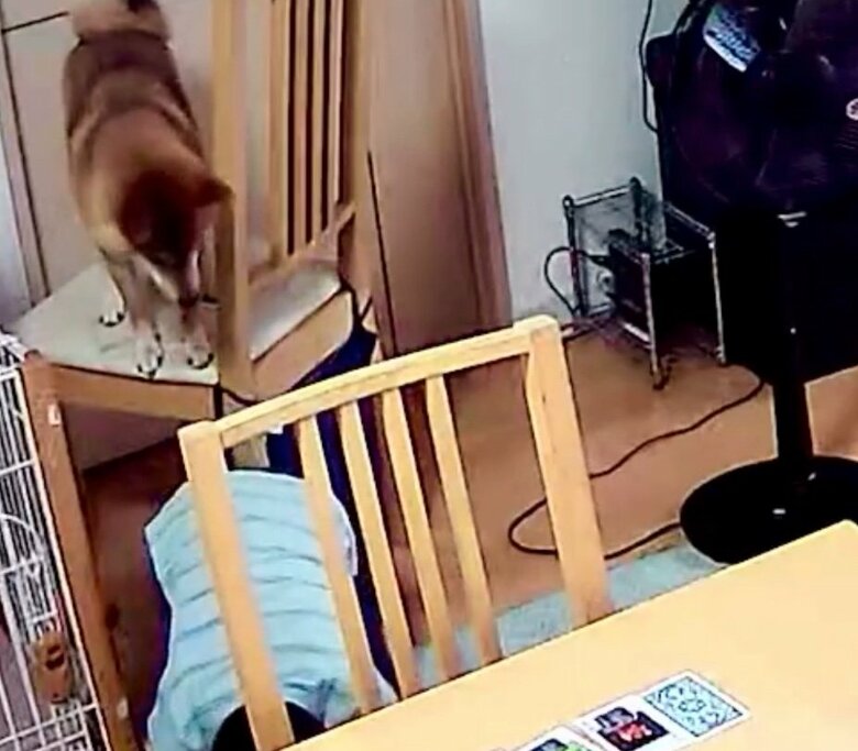 提供：柴犬勇者むぎさん